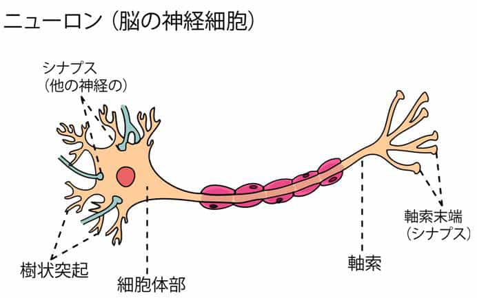 neuron.jpeg