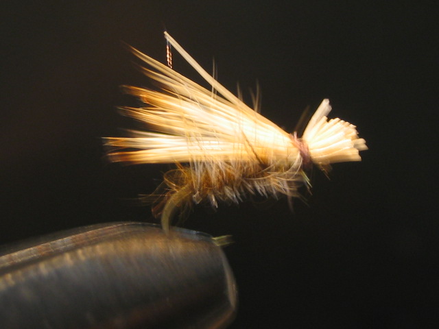 caddis.jpg